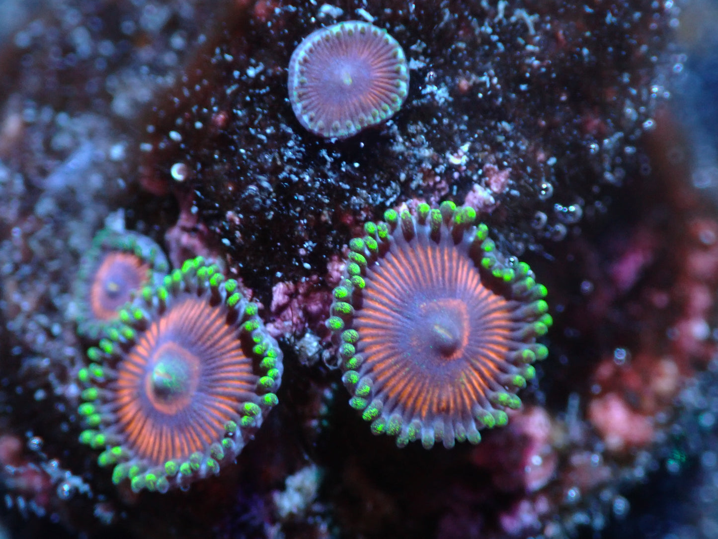 Unknown Zoas Auctions 4/8 ended