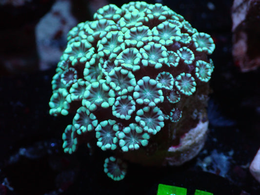 Teal Alveopora Auctions 4/10 ended