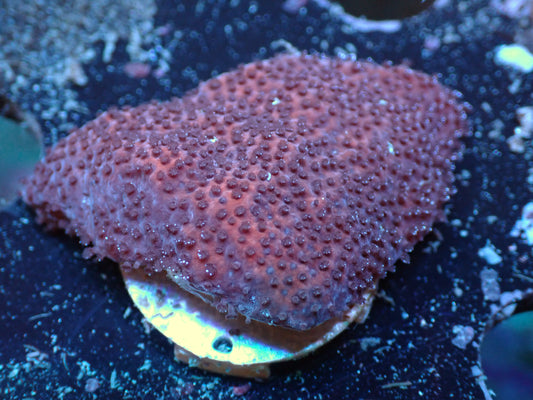 Mystic Sunset Montipora Auctions 4/10 ended