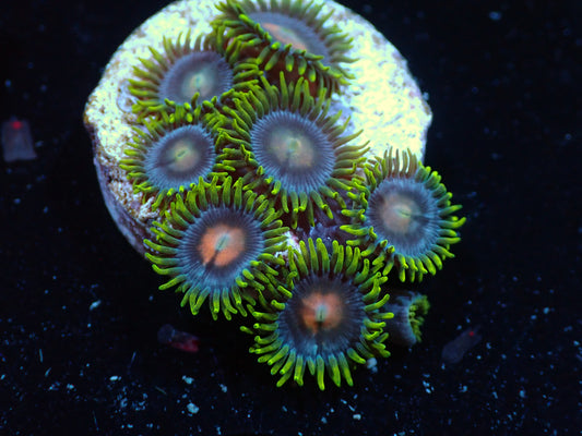 Blow Pop Zoas Auctions 4/10 ended
