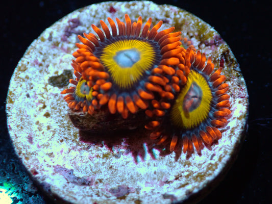 Blondie Zoas Auctions 4/10 ended