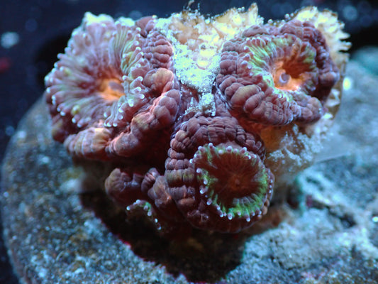 Orange/Green Acan Auctions 4/10 ended