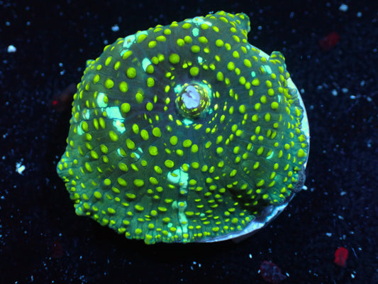 Yellow Speckled Discosoma Auctions 4/12 ended