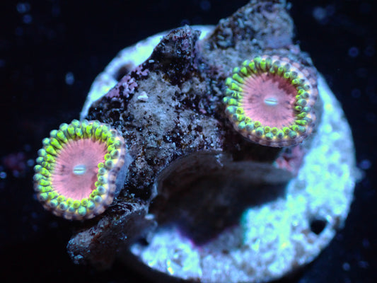 Pink Diamond Zoas Auctions 4/12 ended