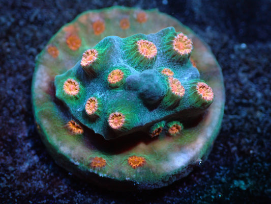 Meteor Shower Cyphastrea Auctions 4/12 ended