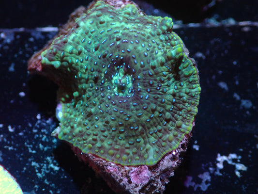Blue Speckled Discosoma Auctions 4/12 ended