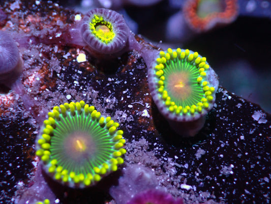 Green Bay Packer Zoas Auctions 4/12 ended