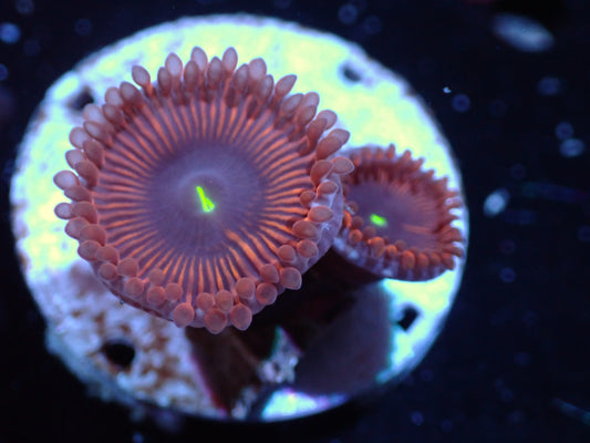 Red PE Zoas Auctions 4/12 ended