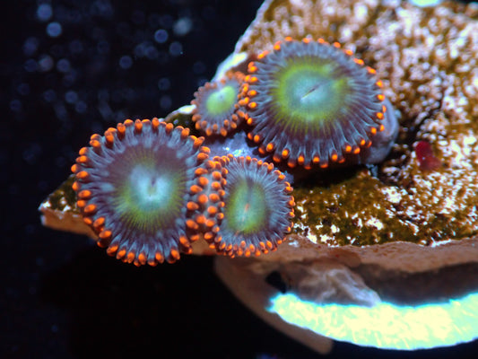 Circus Zoas Auctions 4/15 ended