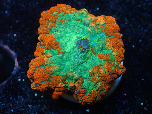 Teal/Orange Rhodactis Auctions 4/15 ended