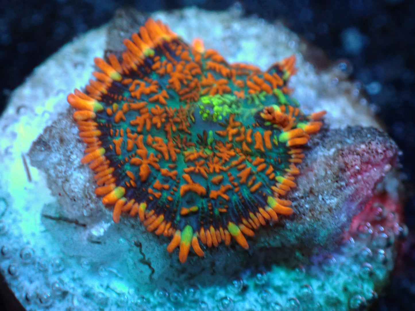 Cool Baby Rhodactis Auctions 4/17 ended