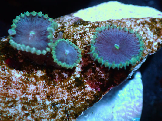 Purple Death Protopaly Auctions 4/17