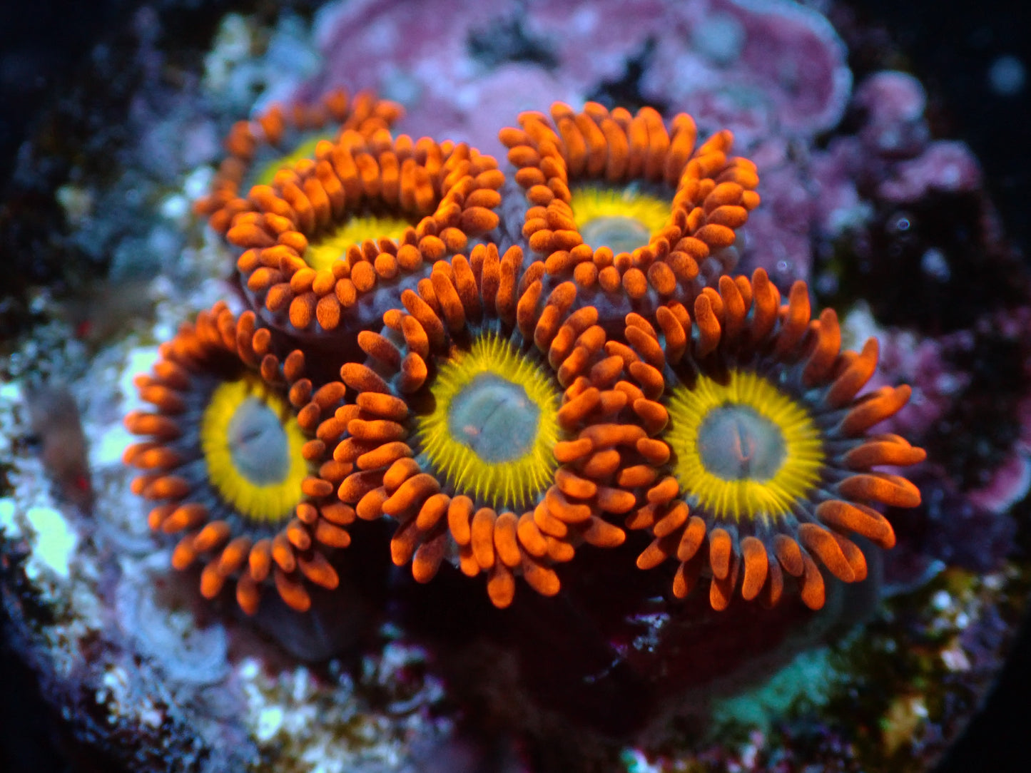 Blondie Zoas Auctions 4/17 ended