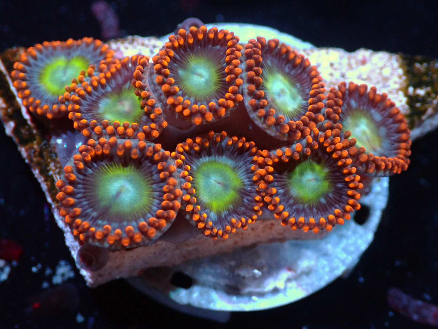 Circus Zoas Auctions 4/17 ended