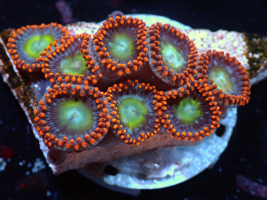 Circus Zoas Auctions 4/17