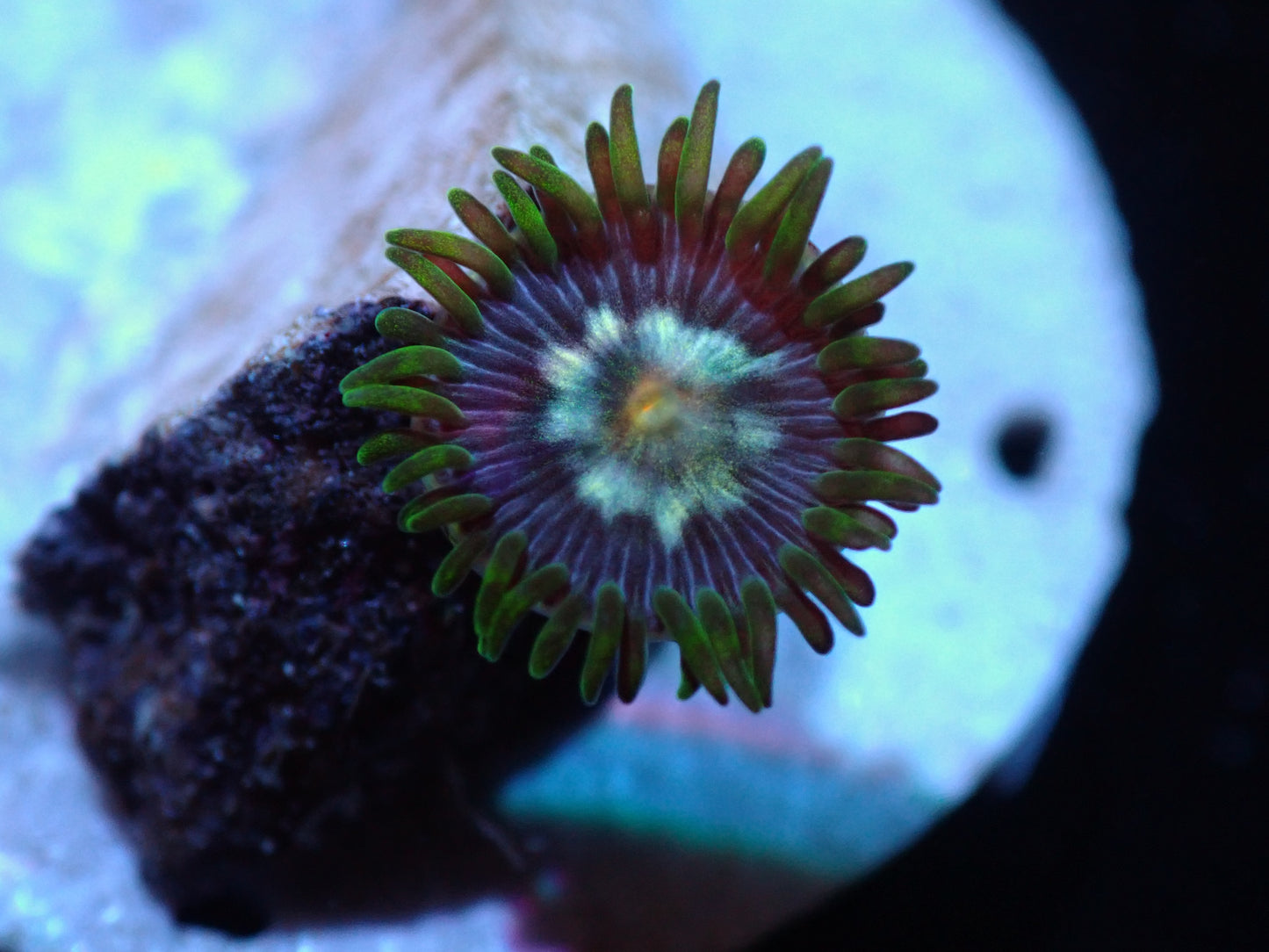 Daisy Cutter Zoa Auctions 4/17 ended