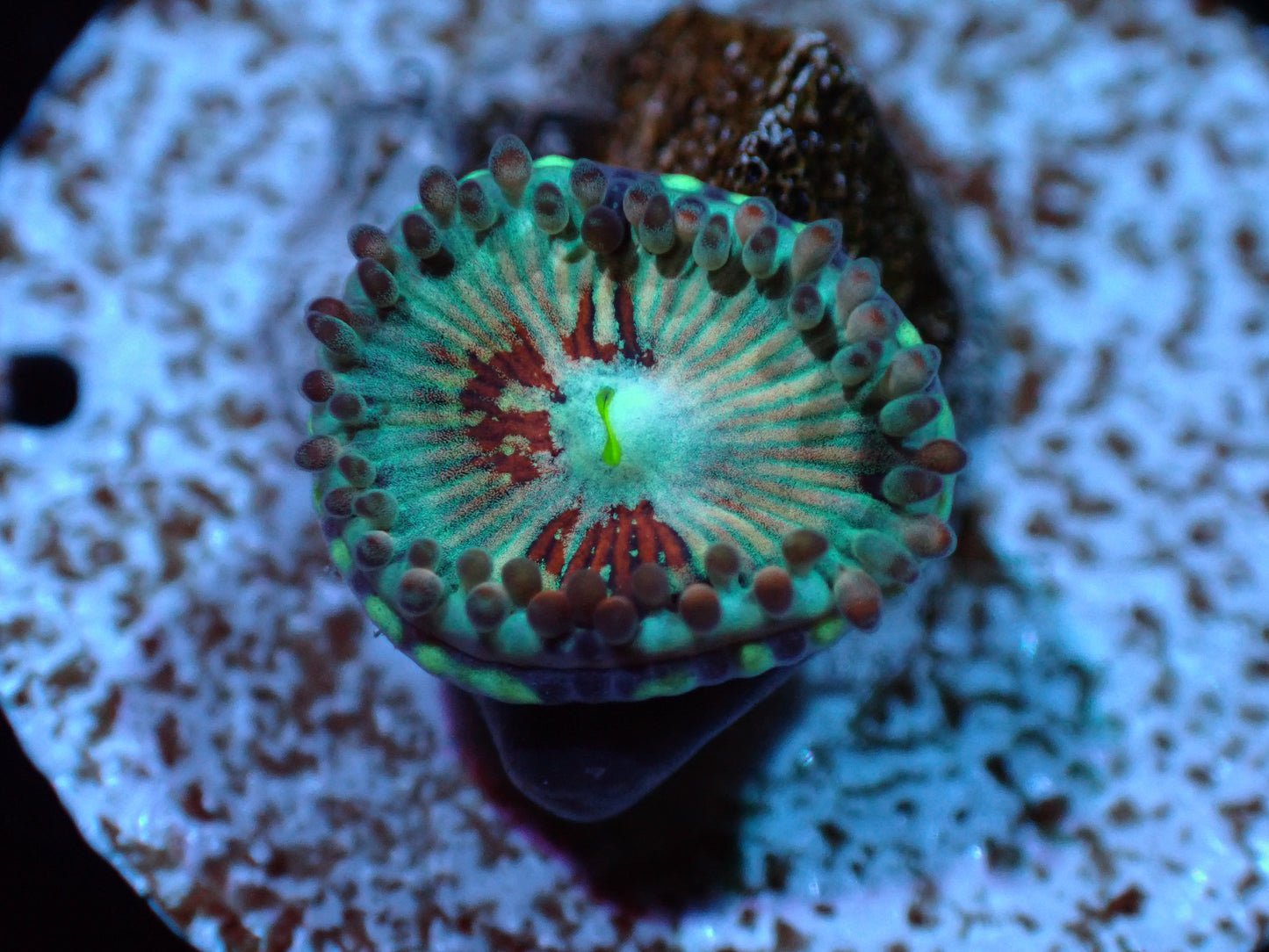 Salted Agave Zoa Auctions 4/17 ended