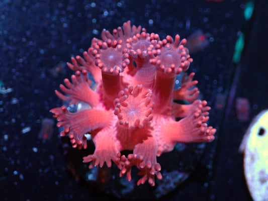Hot Pink Goniopora Auctions 4/17 ended