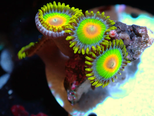 Rasta Zoas Auctions 4/19 Ended