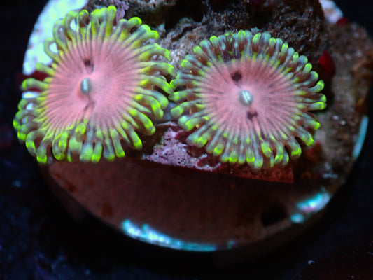 Pink Diamond Zoas Auctions 4/19 Ended