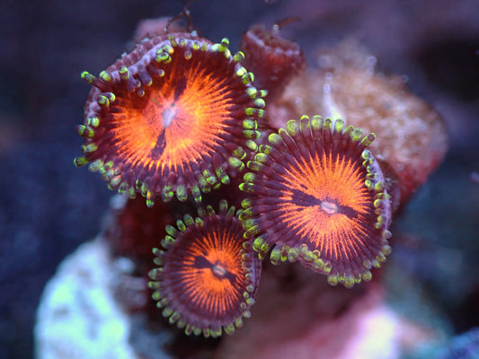 Bloodsucker Zoas Auctions 4/19 Ended