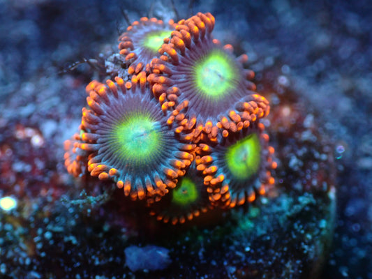 Circus Zoas Auctions 4/19 Ended