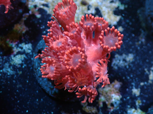 Hot Pink Goniopora Auctions 4/24