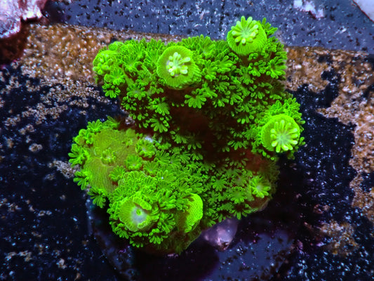 Green Acropora Auctions 4/24 ended