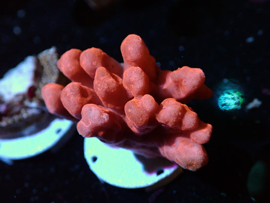 Montipora Setosa Auctions 4/24 ended