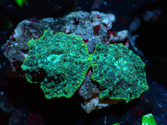 Blue Speckled Yellow Discosoma Auctions 4/24 ended
