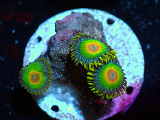 Rasta Zoas Auctions 4/24 ended