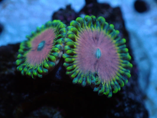 Pink Diamond Zoas Auctions 4/26 ended