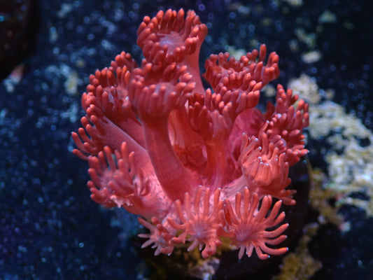 Hot Pink Goniopora Auctions 4/26