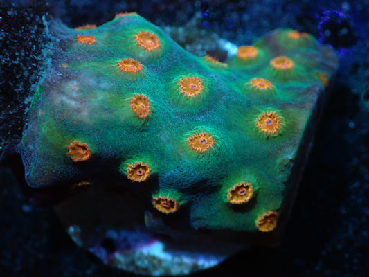 Meteor Shower Cyphastrea Auctions 4/26