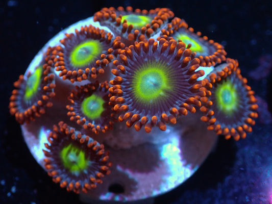 Circus Zoas Auctions 4/26