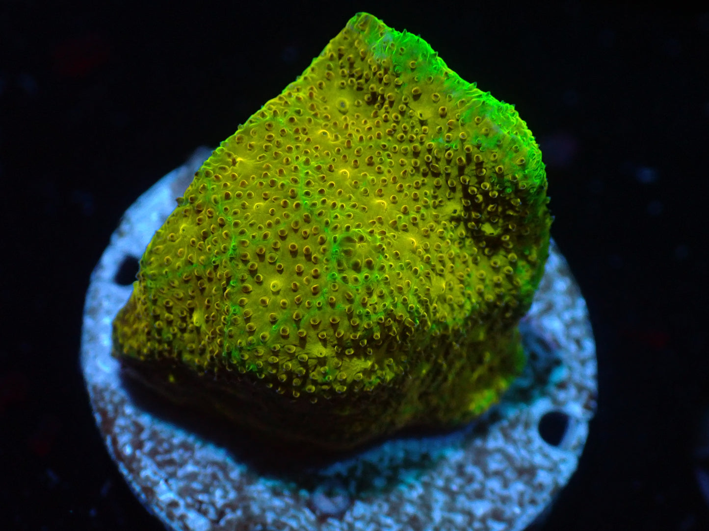 Yellow Yutz Psamocorra Auctions 4/29 ended