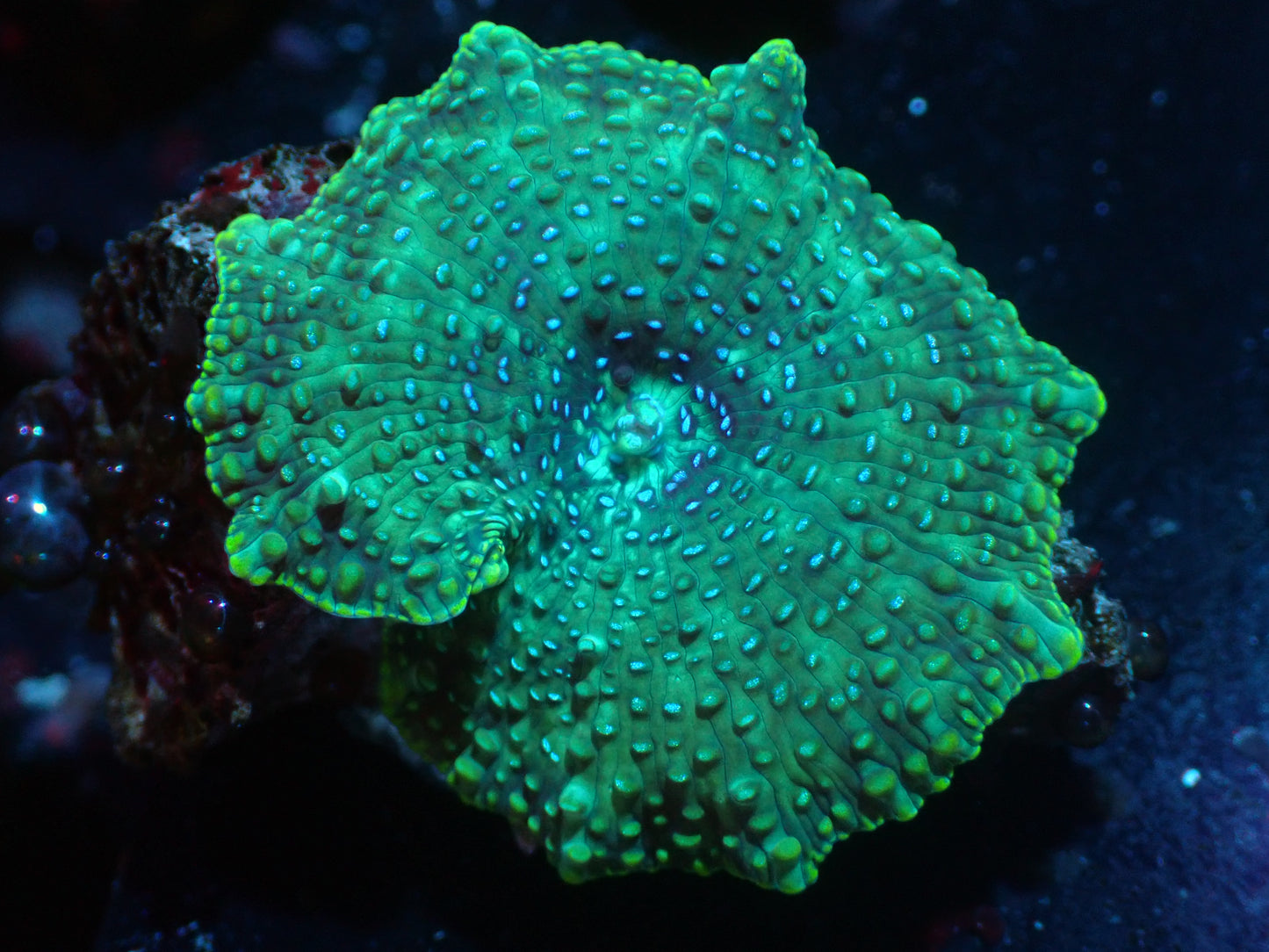 Blue Speckled Discosoma Auctions 4/29 ended