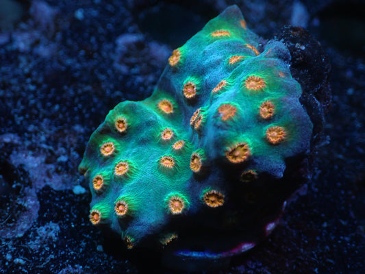 Meteor Shower Cyphastrea Auctions 4/29