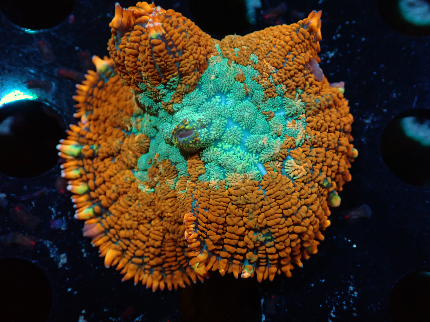 Teal/Orange Rhodactis Auctions 5/8 ended