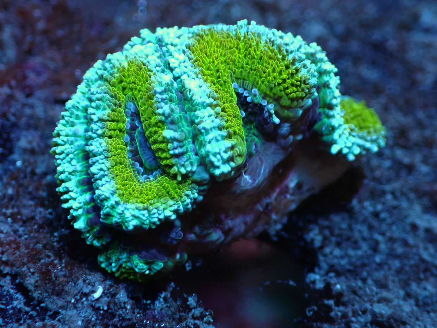 Cool Teal/Yellow Acan Auctions 5/10 ended