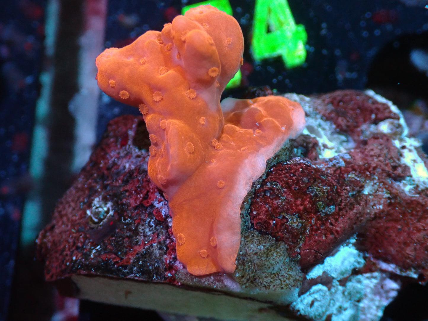 Montipora Setosa Auctions 5/15 ended