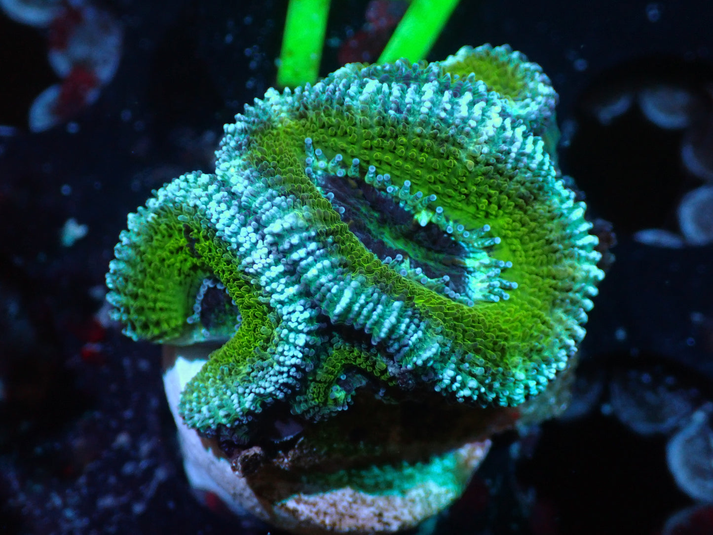 Green/Blue Acan Auctions 5/15 ended