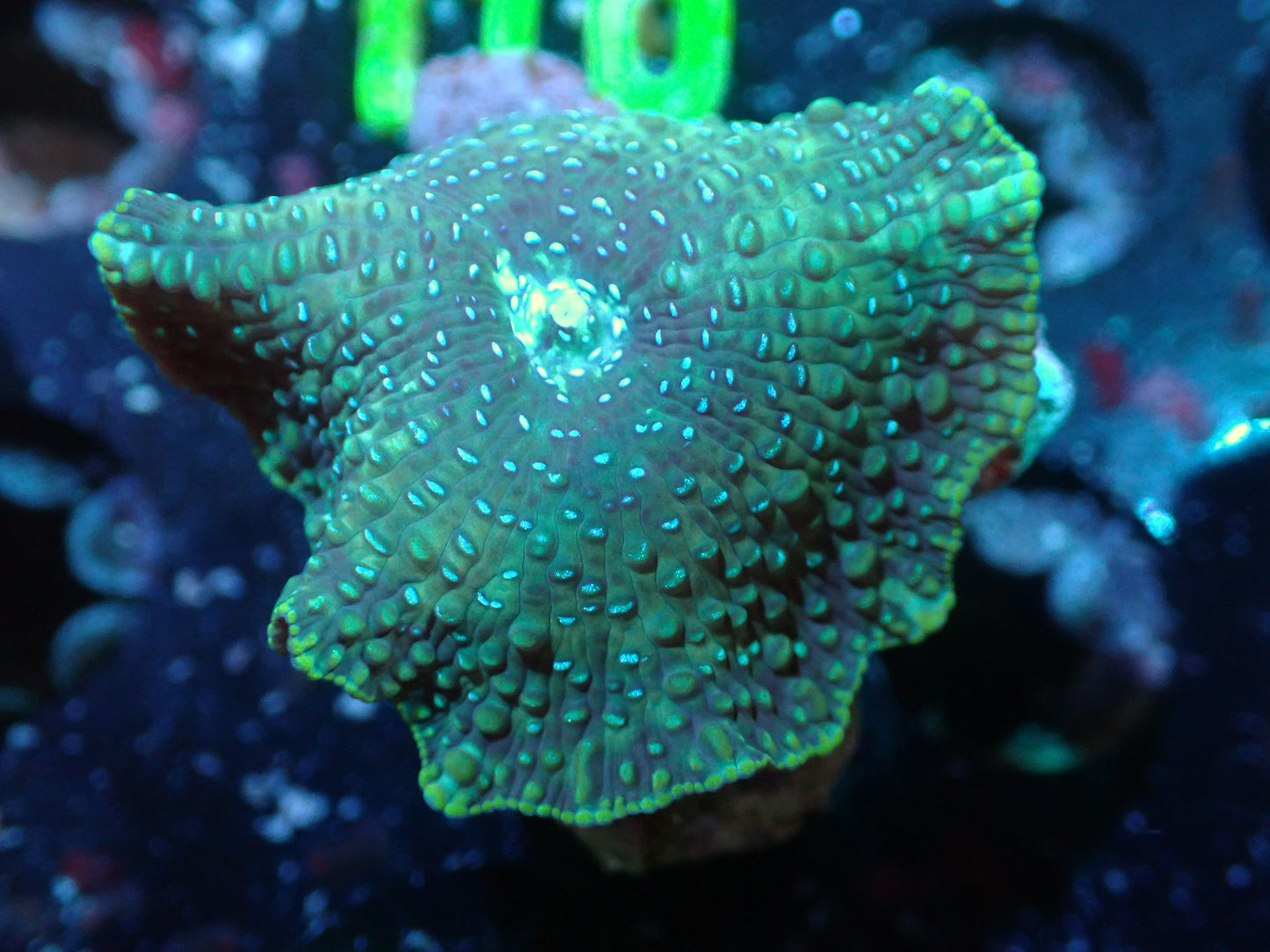 Blue Speckled Discosoma Auctions 5/15 ended