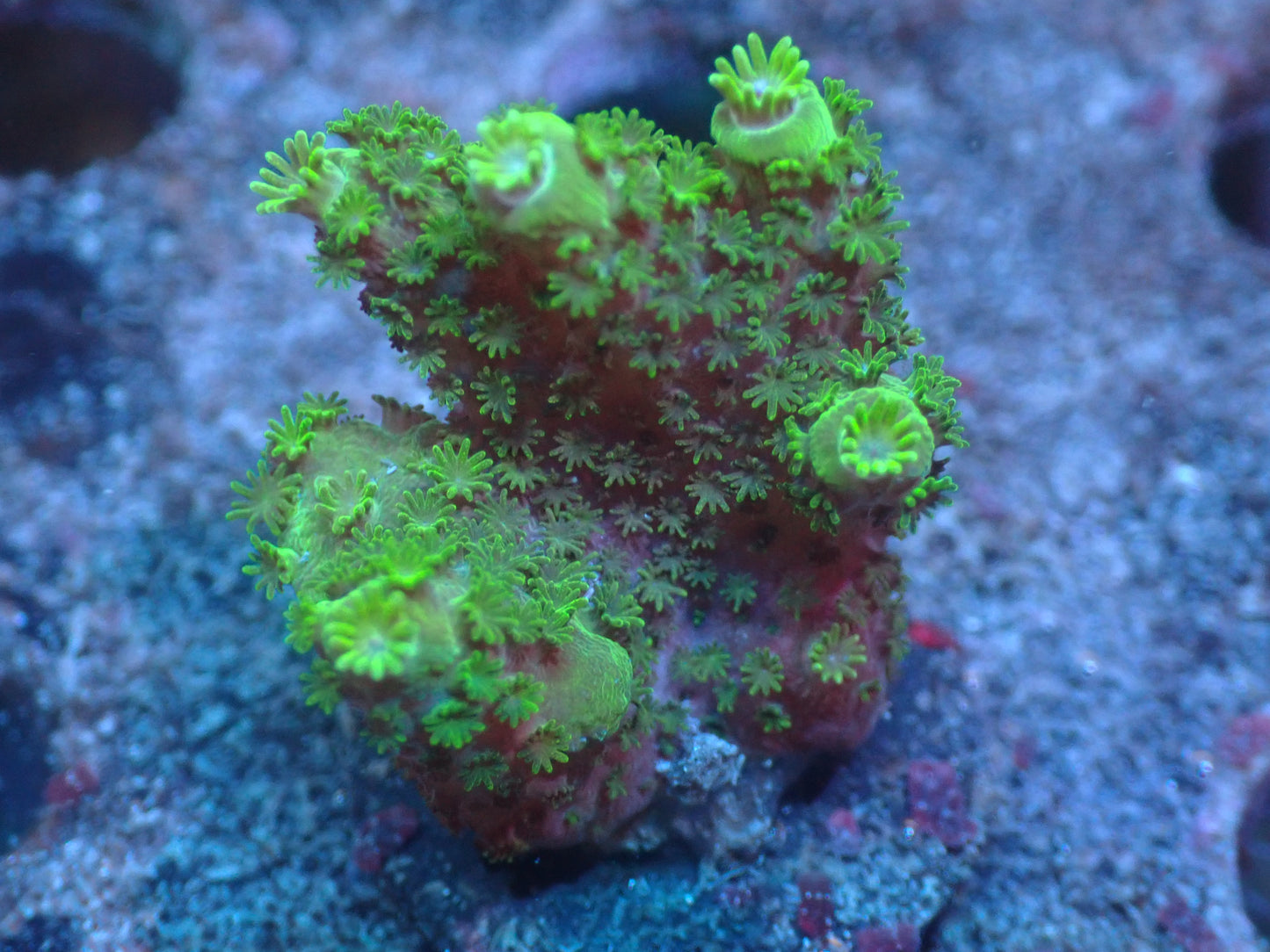 Green Fuzzy Acropora Auctions 5/15 ended