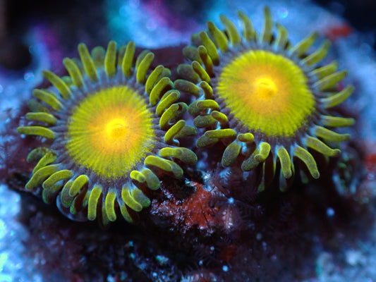 Tutti Frutti Zoas Auctions 5/15 ended