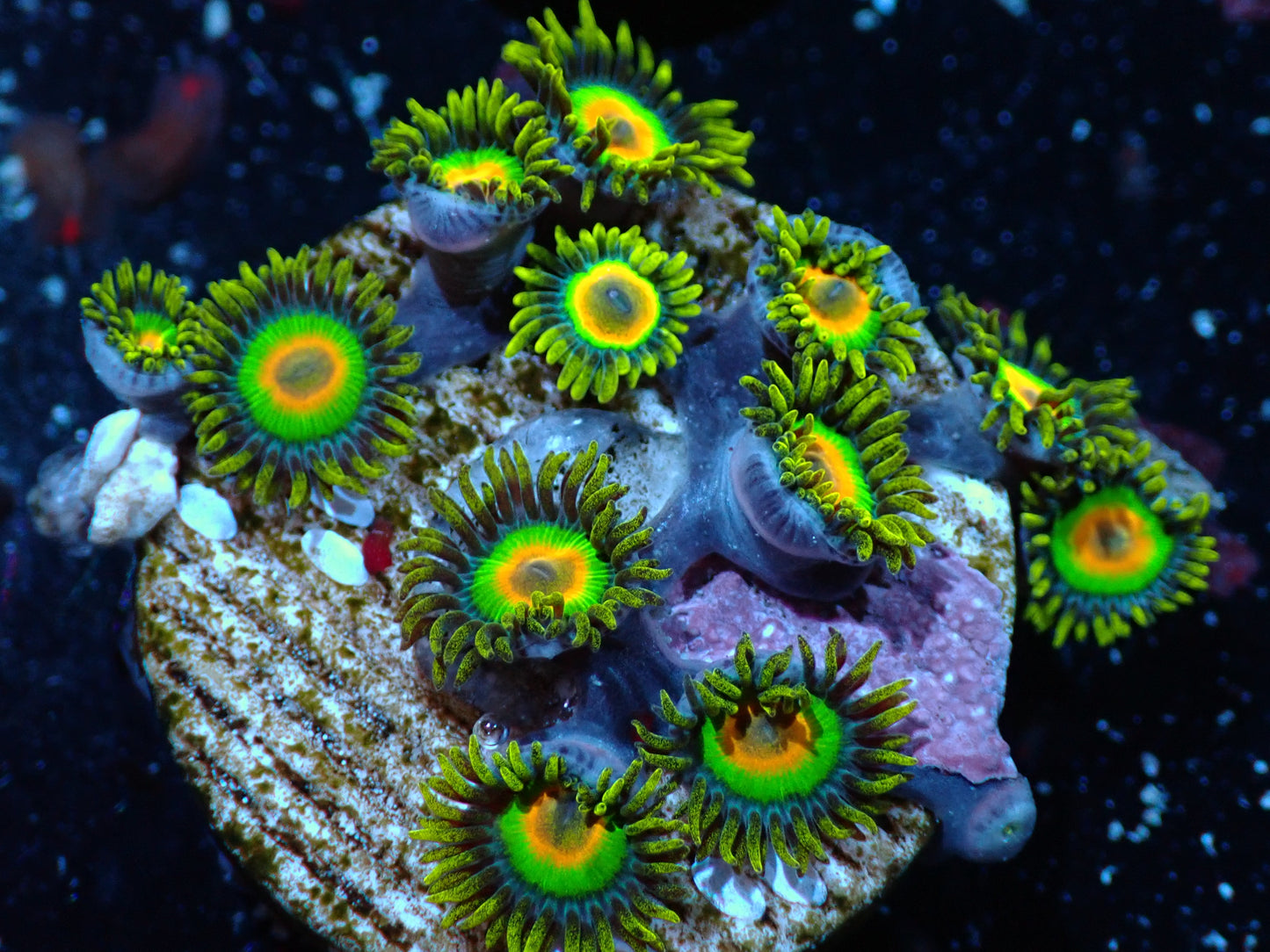 Rasta Zoas Auctions 5/15 ended