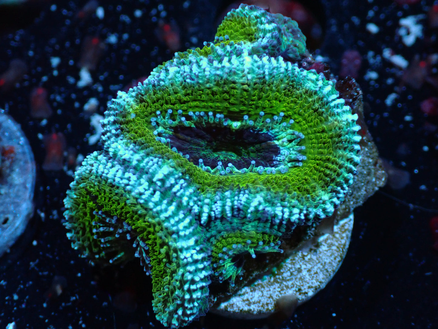 Green/Blue Acan Auctions 5/15 ended