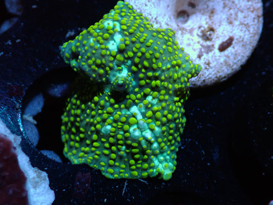 Yellow Speckled Discosoma Auctions 5/27 ended