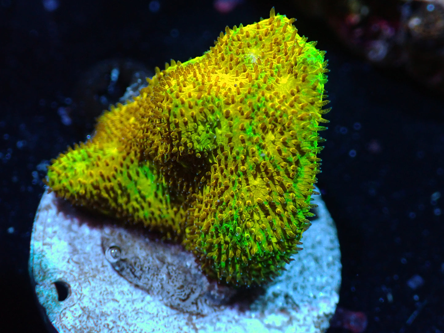 Yellow Yutz Psamocorra Auctions 5/29 ended