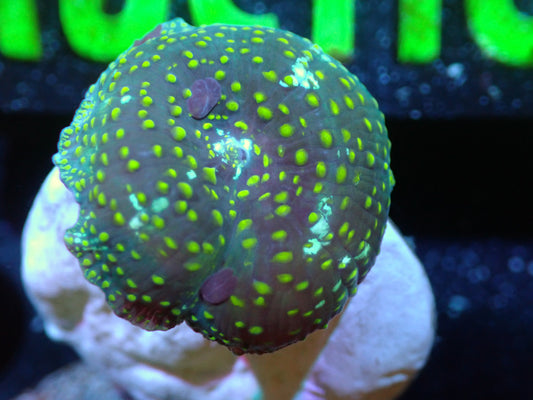 Yellow Speckled Discosoma Auctions 5/31